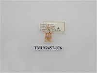 藏品(二斑叉紋苔蛾)的圖片